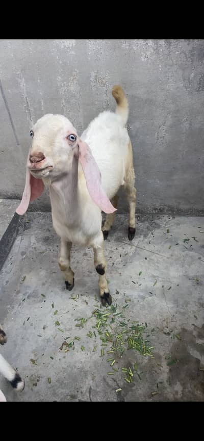 Rajanpuri breeder bakra