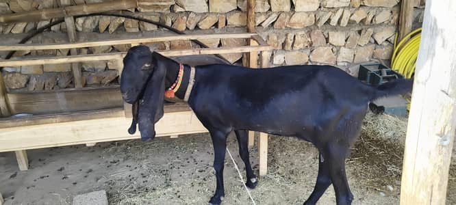 ambarsari betal