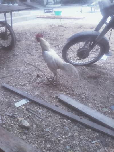 top quality Bangum aseel Male