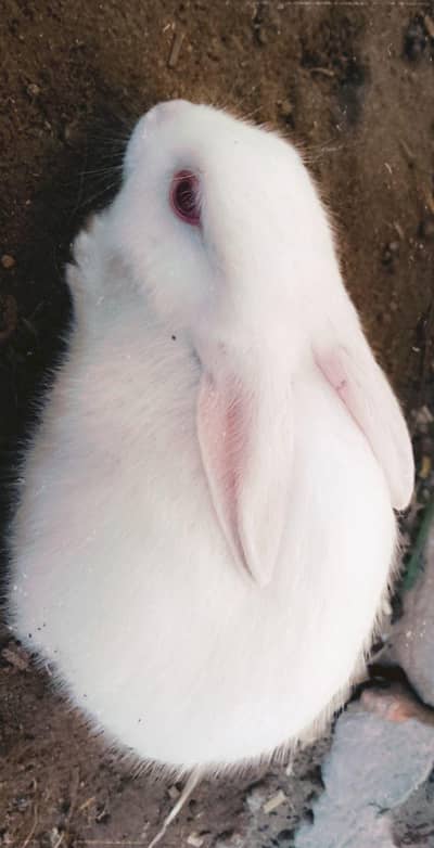 rabbits pair