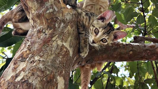 Two female kitten