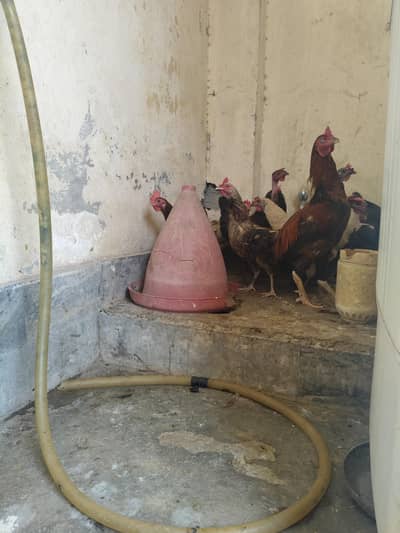 Egg laying hens for sale