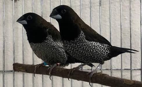 Euro foster finches and cages available