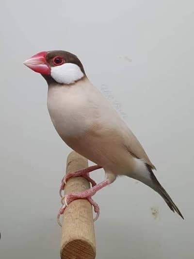The best breeding pairs of fawn Java and Red pide Dove and other birds