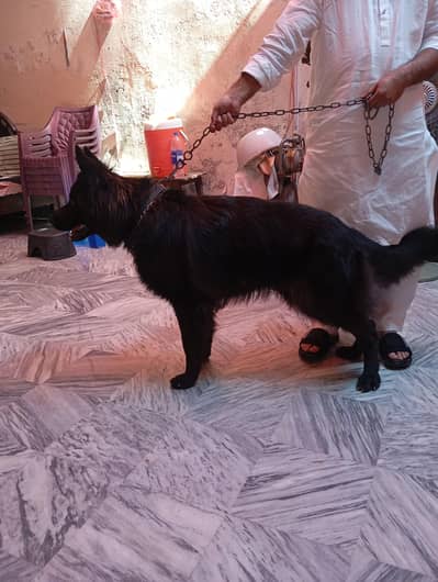 black German Shepherd male |long coat |Gsd male | dog for sale