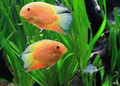 Red spotted sevrum available wattsapp 03294018736