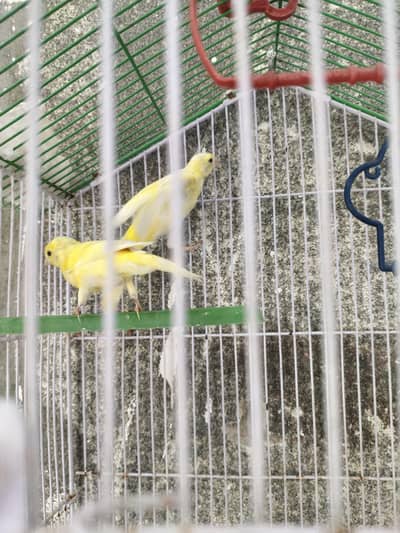 canary canery male female singing bird