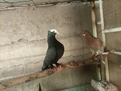 hens and birds pair for sale phn number 03334452538