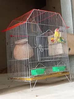 loteno baridar pairs with cage box ore aak female bhee Seth dunga