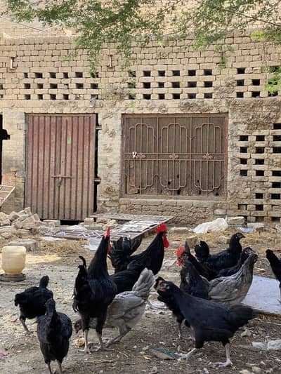 Australorp Male and female