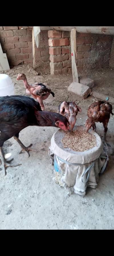 hen or chiks