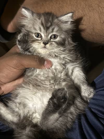 Persian cat kitten