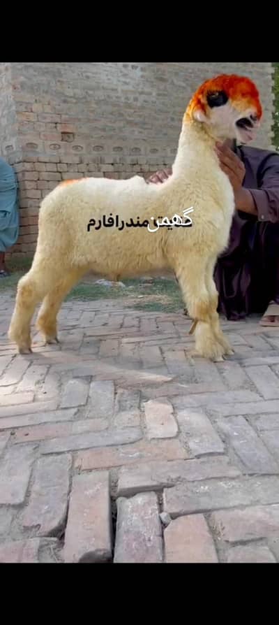 mashallah pure mundara bacha 