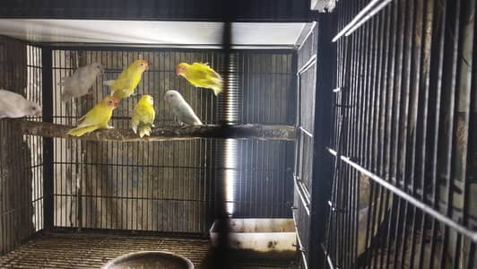 love bird mix piece