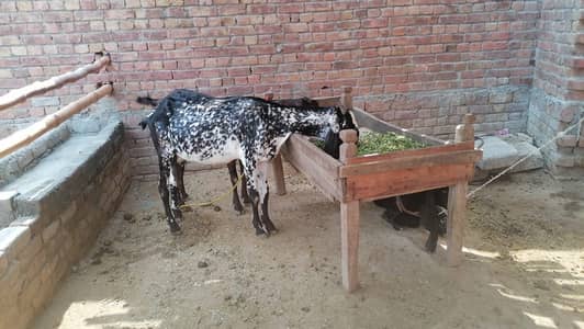 bakri 6 dant ha