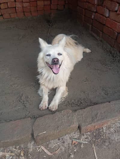 beautiful and healthy dog and full active