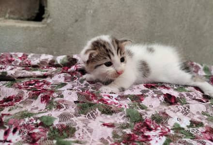 Black & White & Brown Kittens Available
