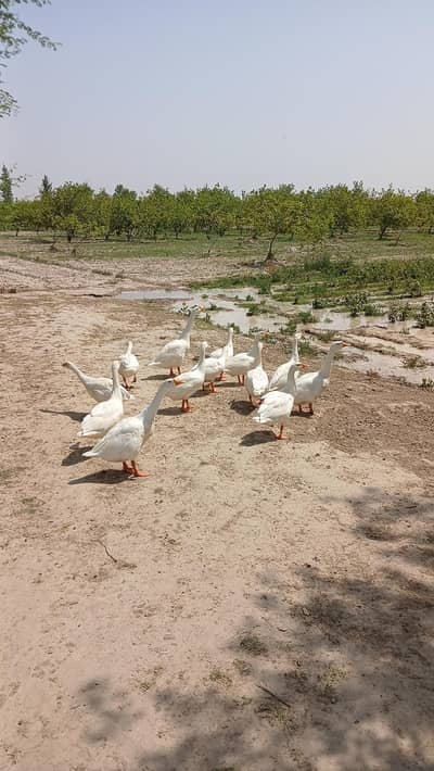 white duck