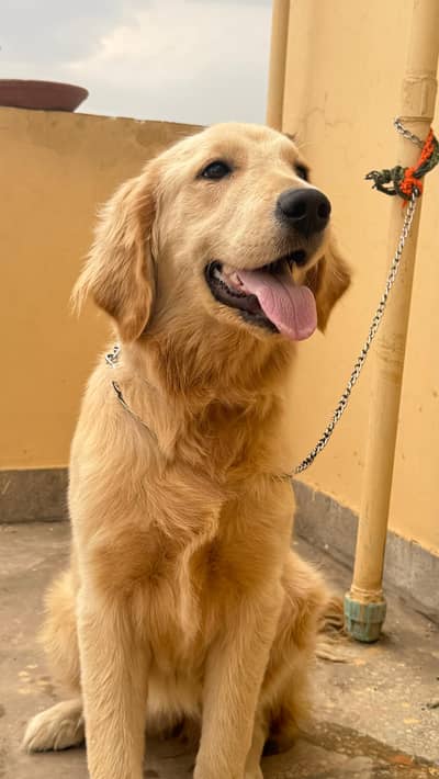Pedigree golden retriever