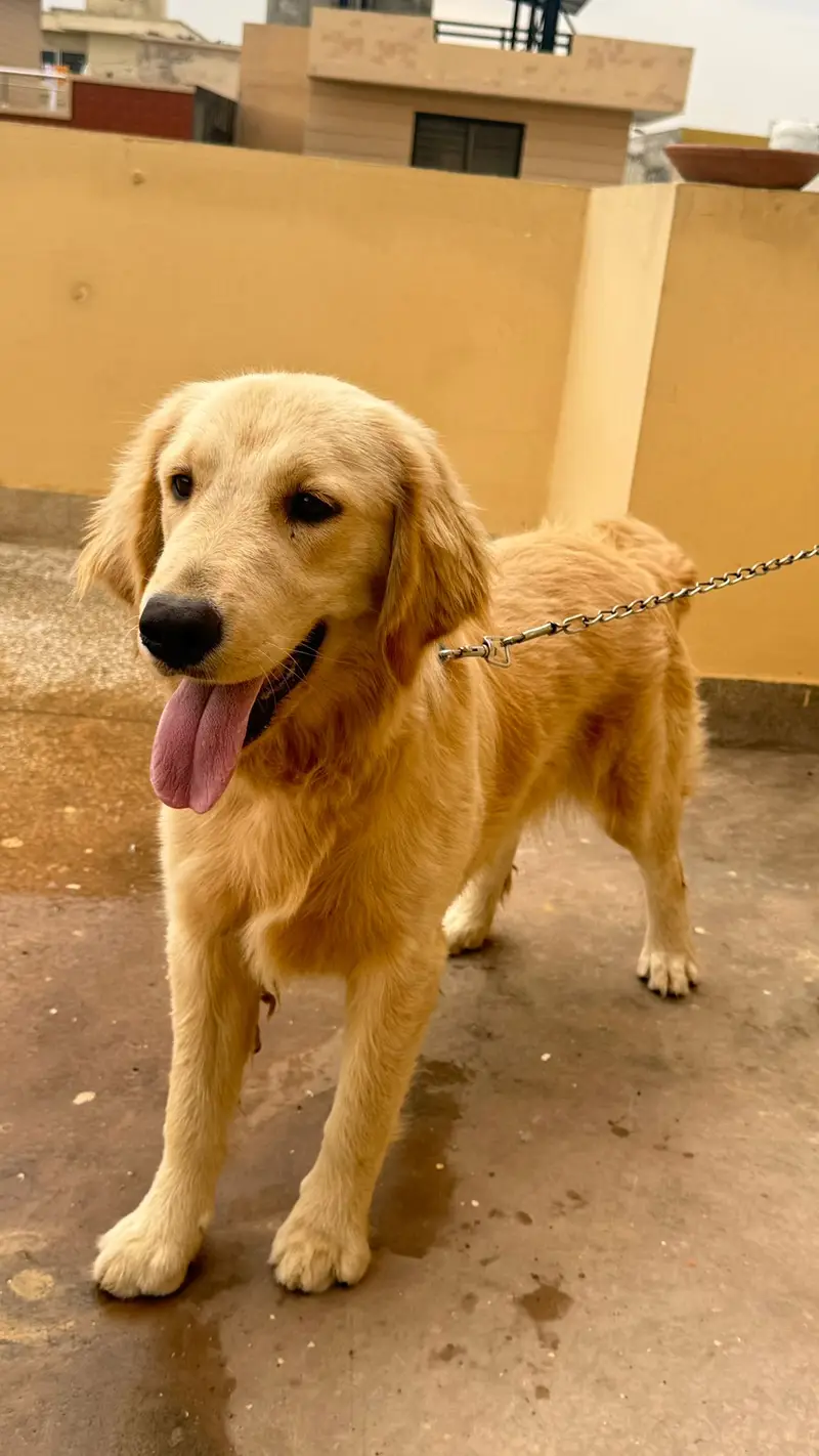 Pedigree golden retriever — photo 2