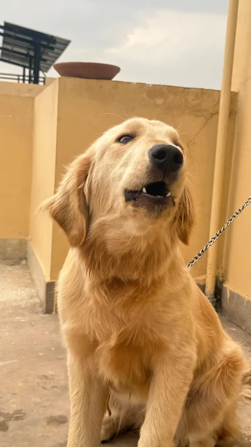 Pedigree golden retriever — photo 3