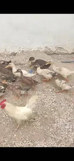 ducks for sale