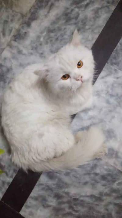 cute cat