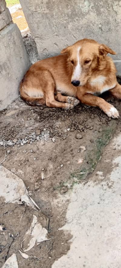 teddy dog for sale