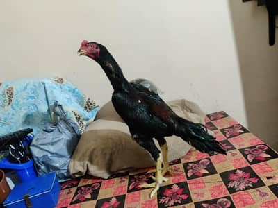 aseel thai pure pakoya male f1 breed male