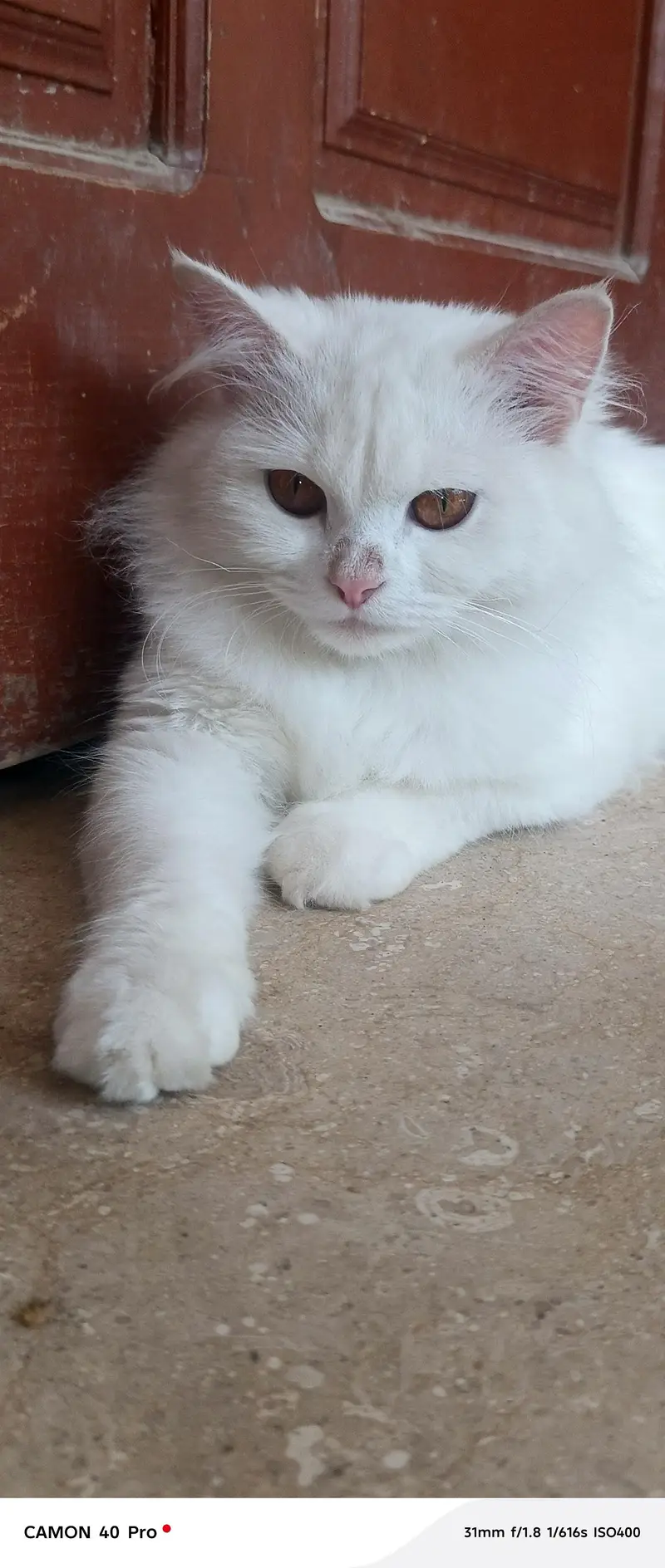 Persian cat — photo 2