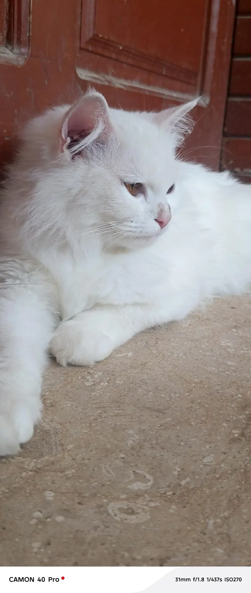 Persian cat — photo 3