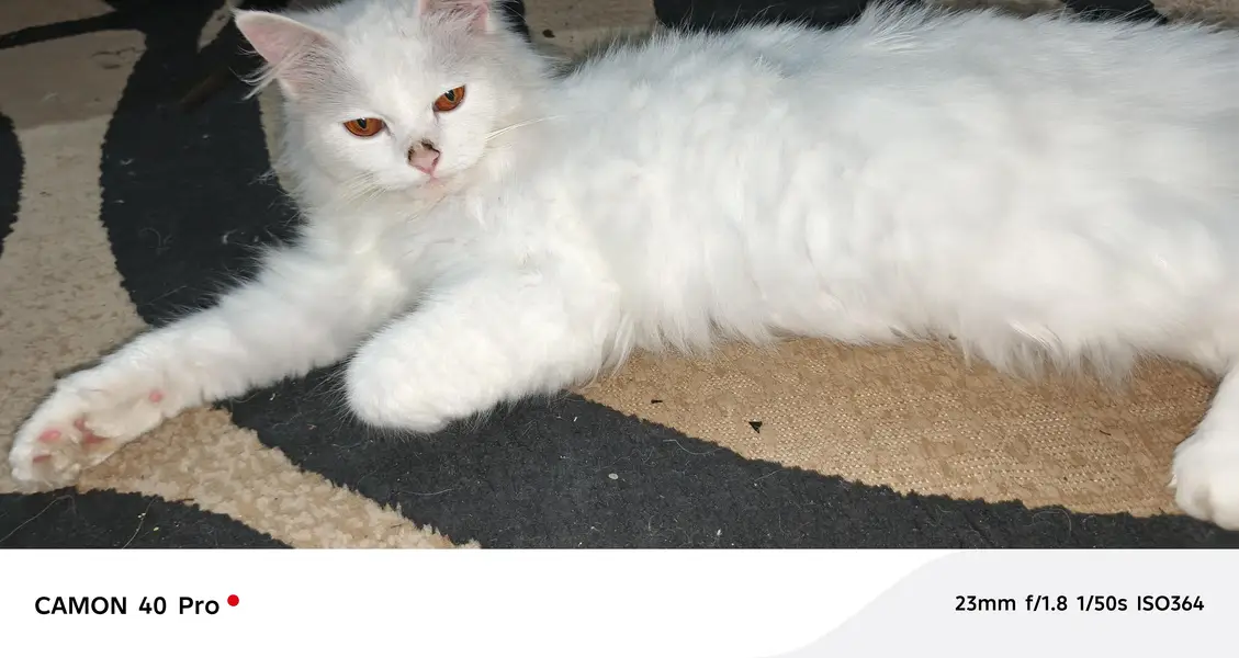 Persian cat — photo 4