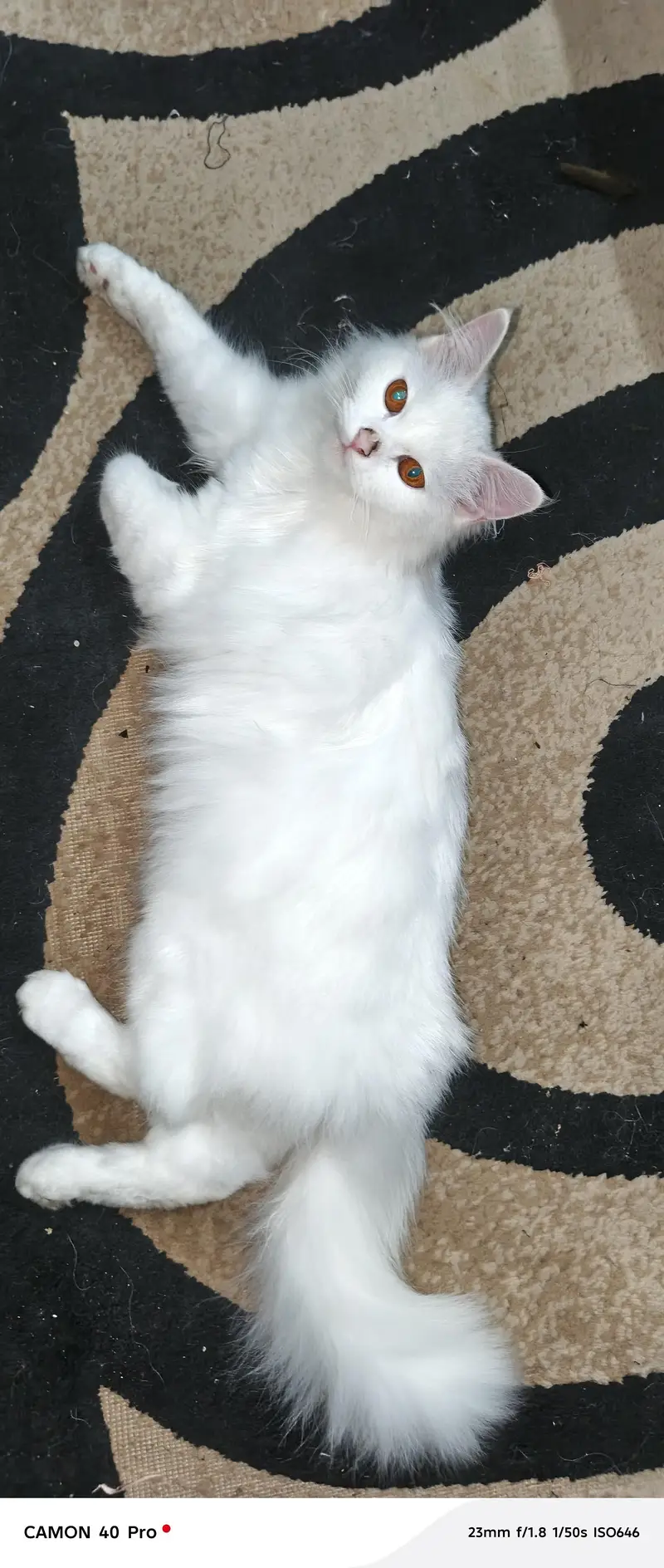 Persian cat — photo 5