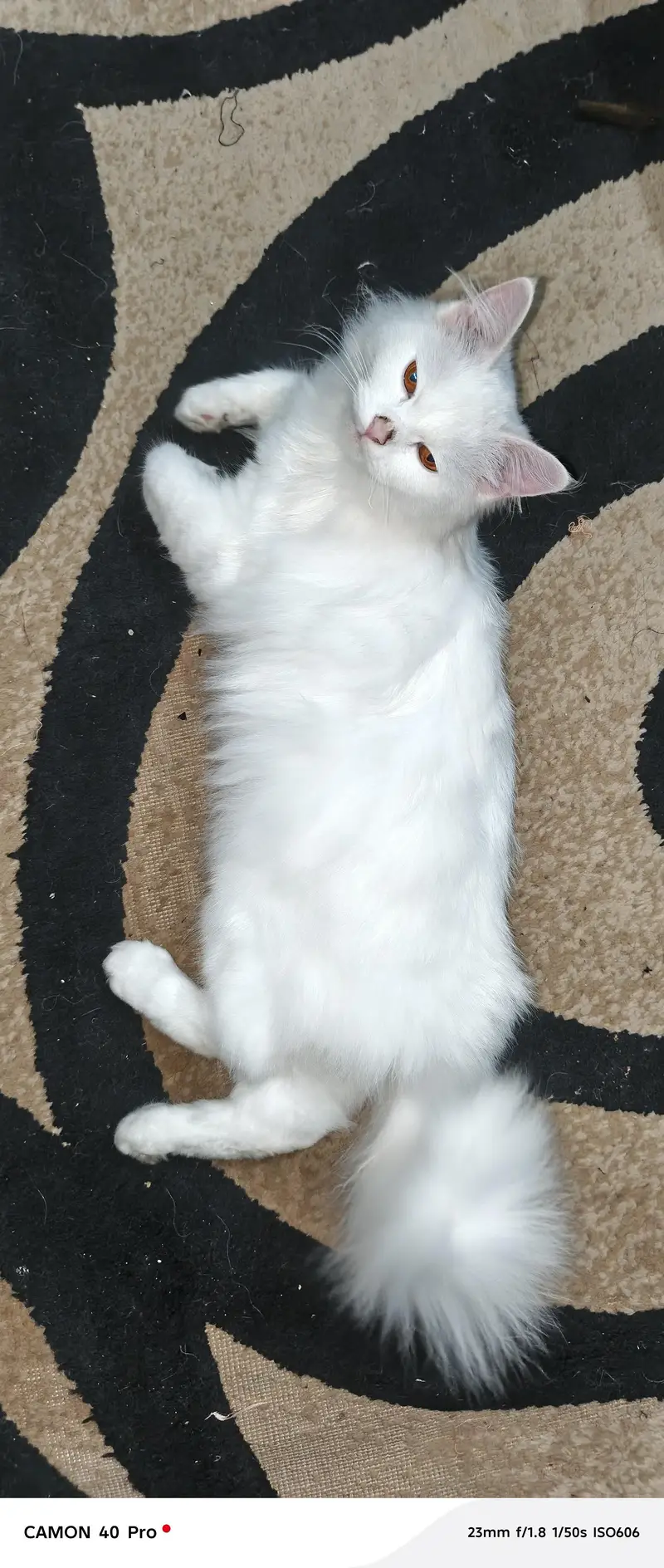 Persian cat — photo 6