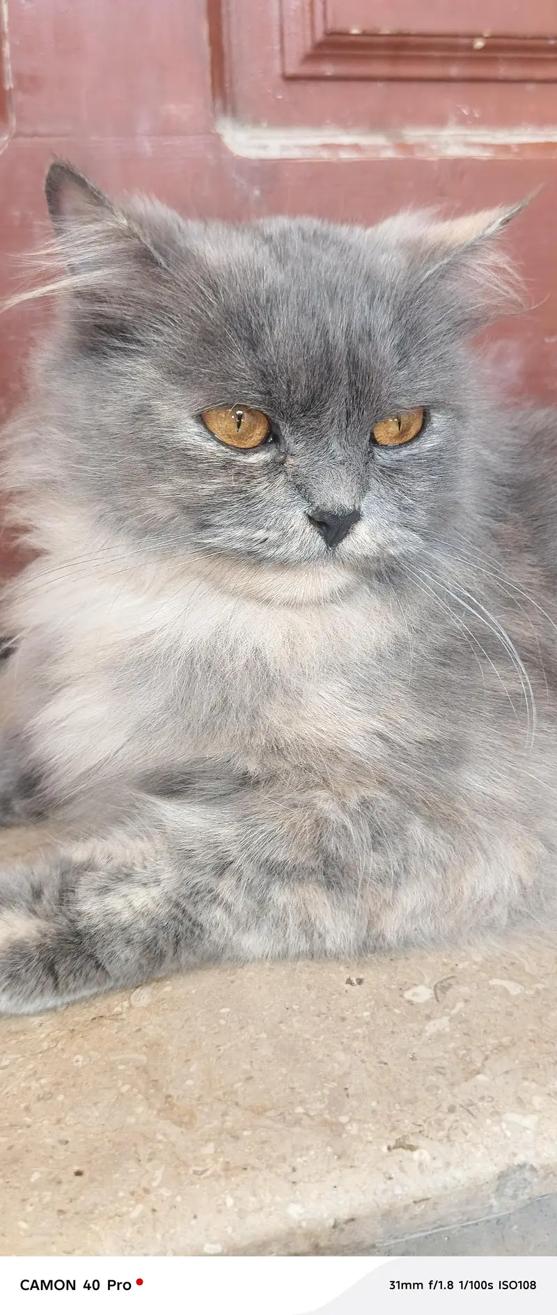 Persian cat — photo 7