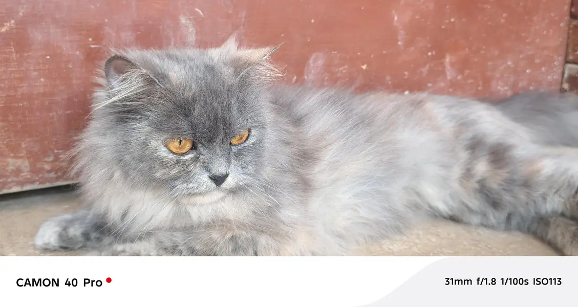 Persian cat — photo 8