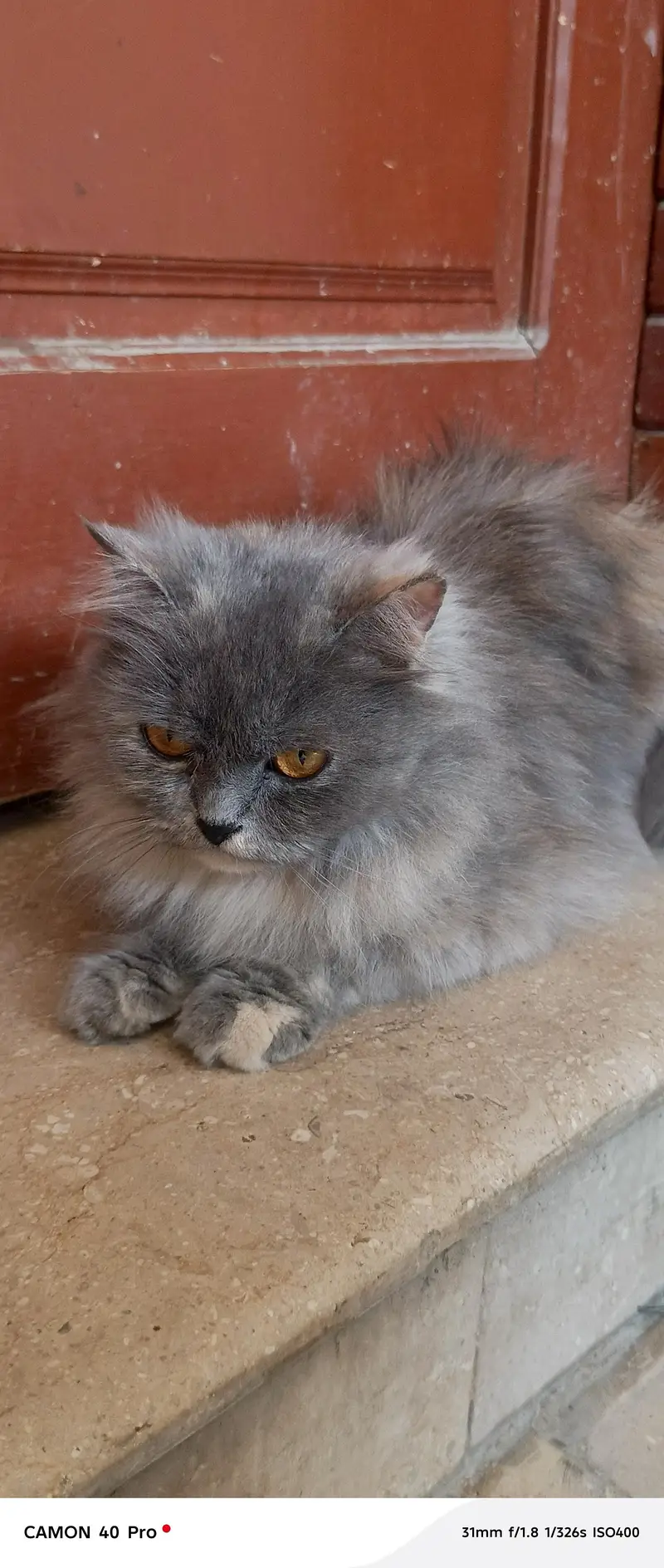 Persian cat — photo 9