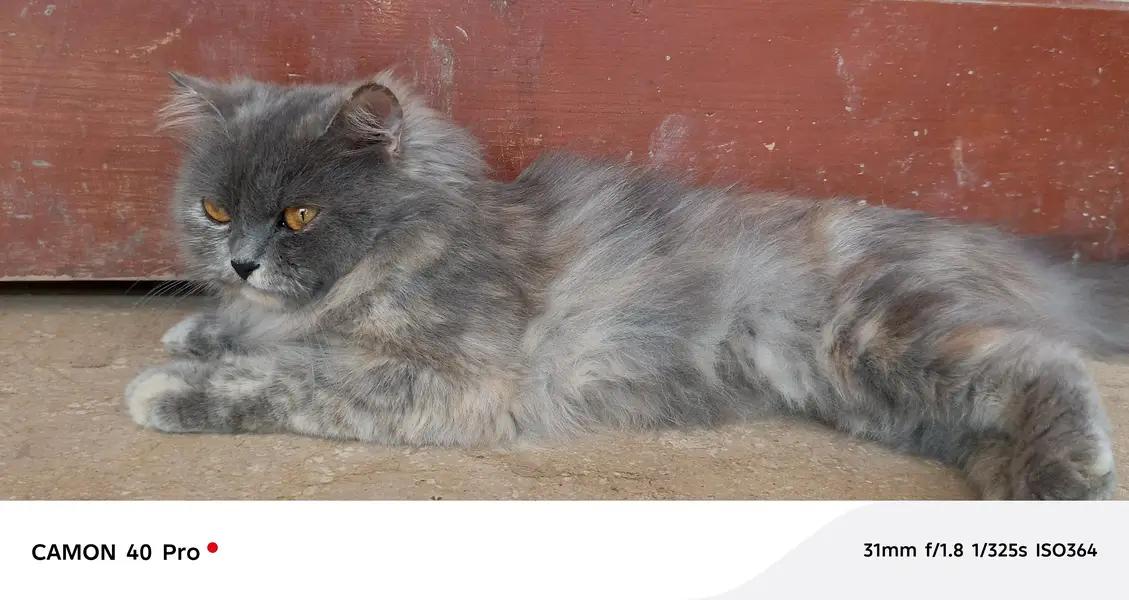 Persian cat — photo 10