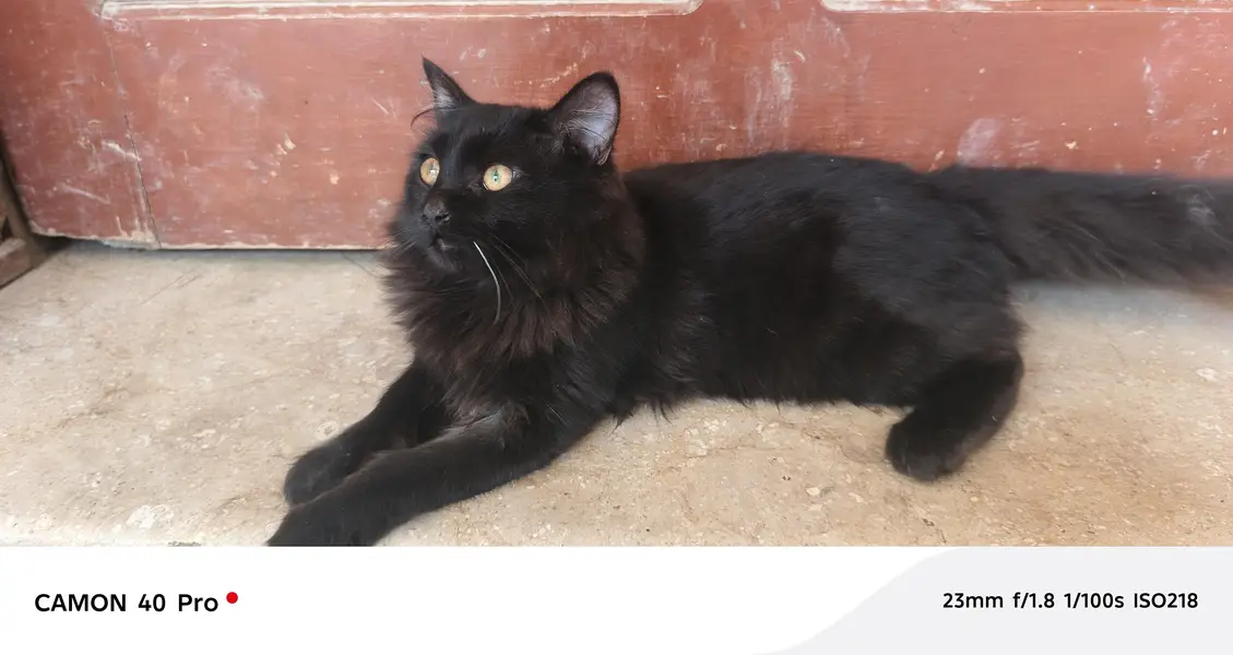 Persian cat — photo 11