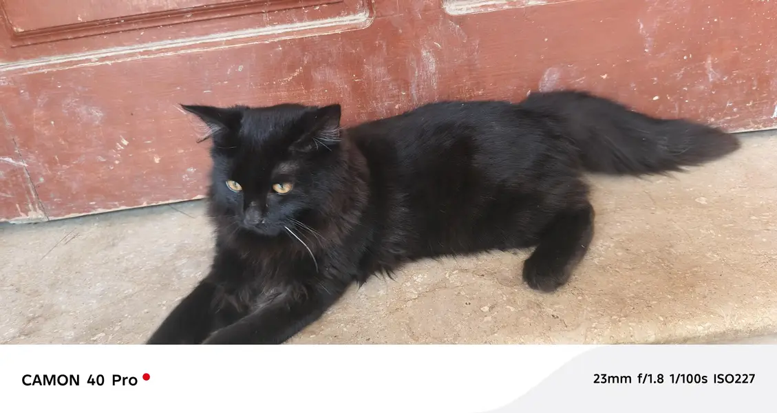 Persian cat — photo 12