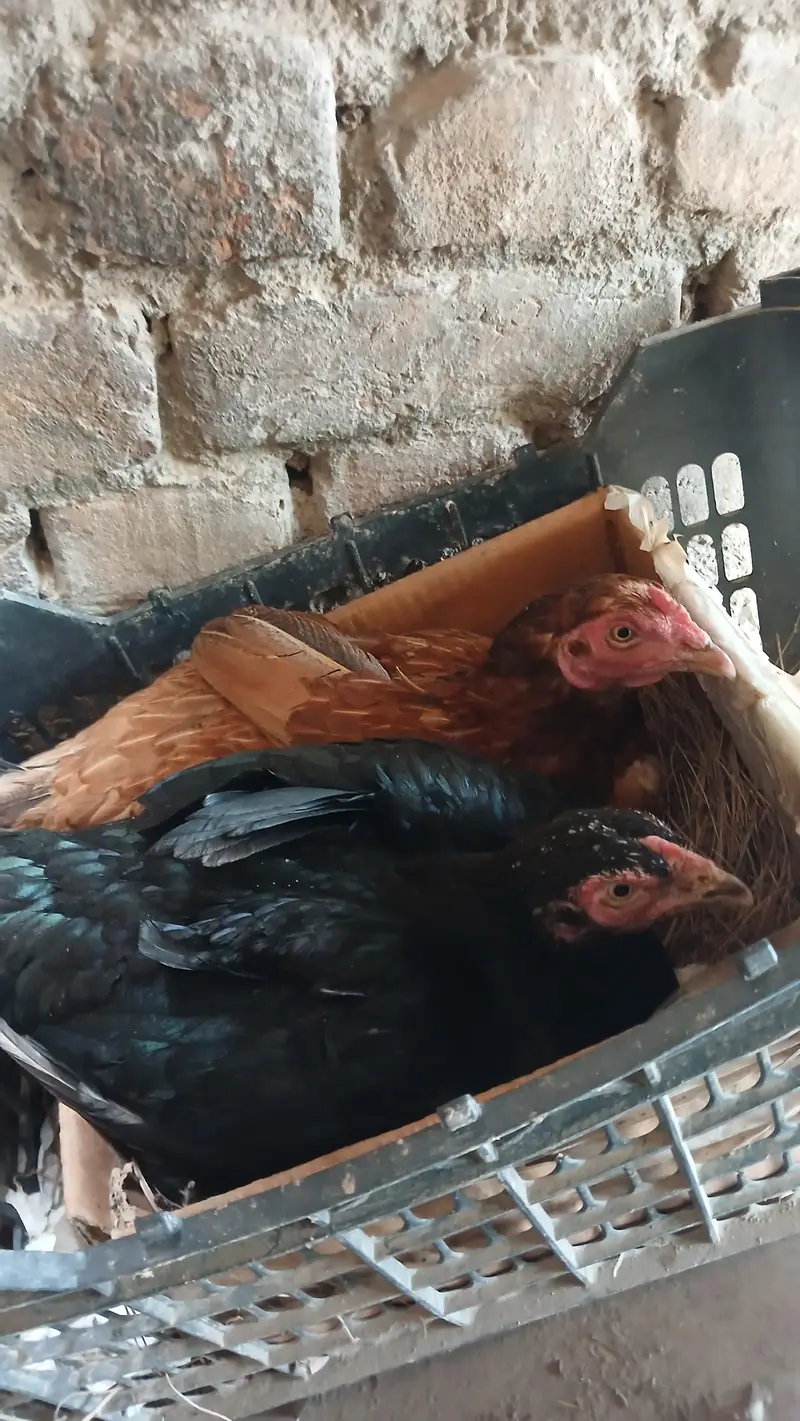 hens broody kurak kurruk — photo 2