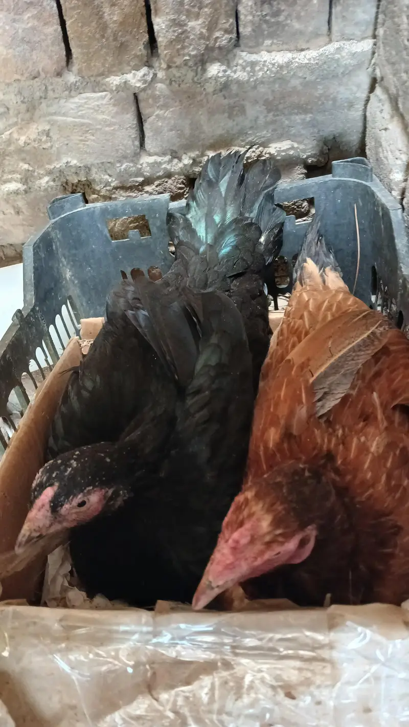 hens broody kurak kurruk — photo 3