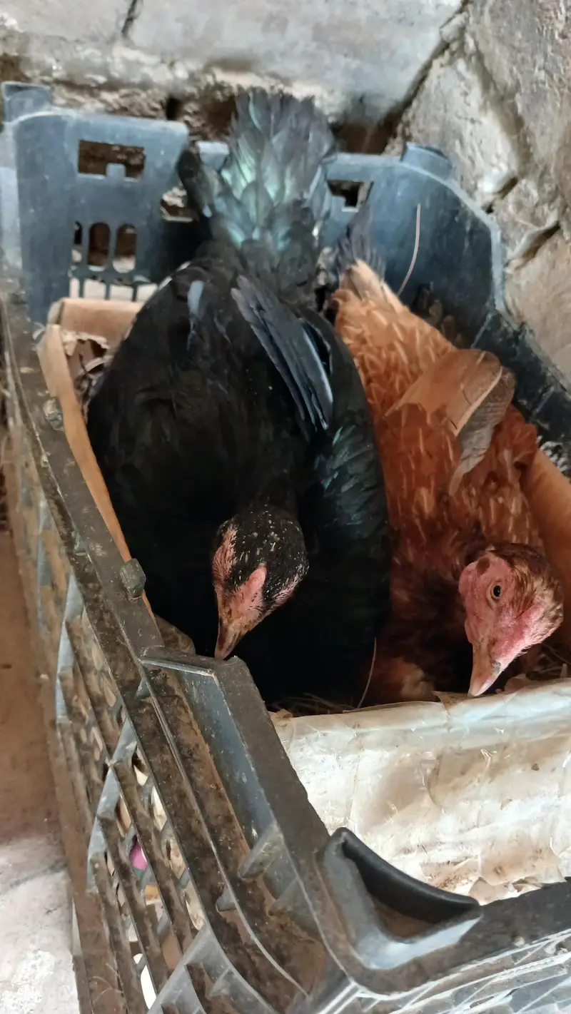 hens broody kurak kurruk — photo 4