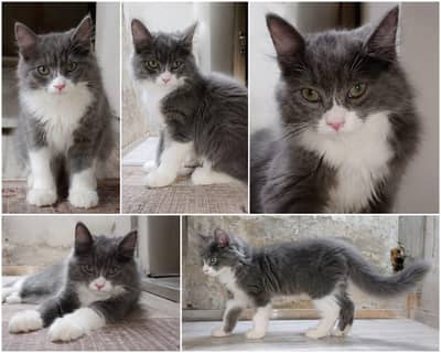 Persian Puff face Male Available