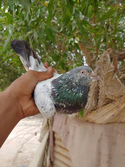 taddy jhonsera pair for sale. .