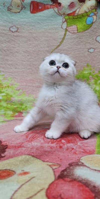 Scottish fold kittin for sell. 0313 4935014