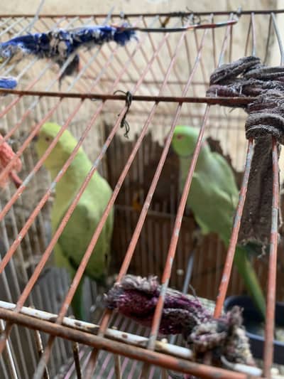 Parrots pair