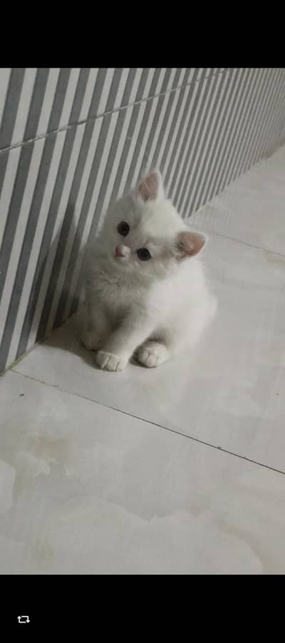 Persian cat