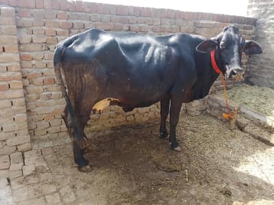 jersi friesian cow