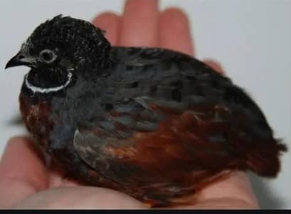 king quail/ b utton quail breeder eggs laying pair batair
